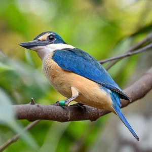 New Species at Australia Zoo: Sacred Kingfisher