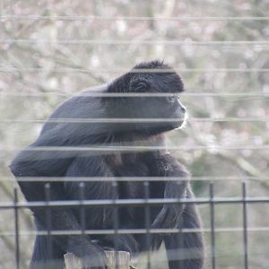 Colombian Black Spider Monkey