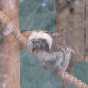 Cotton-Topped Tamarin