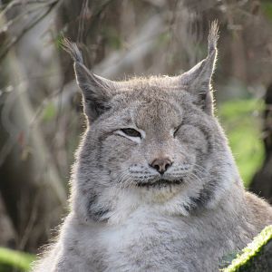 Northern Lynx