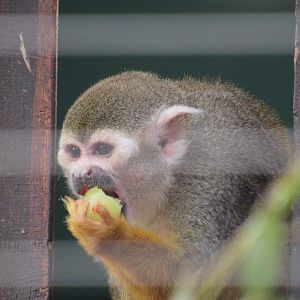 Common Squirrel Monkey