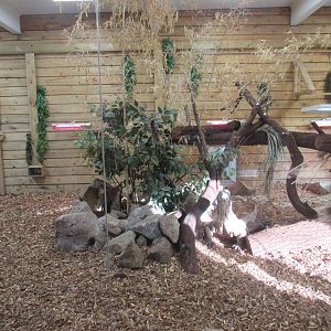 Komodo Dragon Enclosure