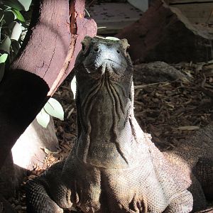 Komodo Dragon - Pete