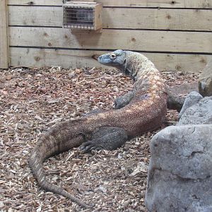 Komodo Dragon - Pete