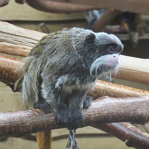 Emperor Tamarin