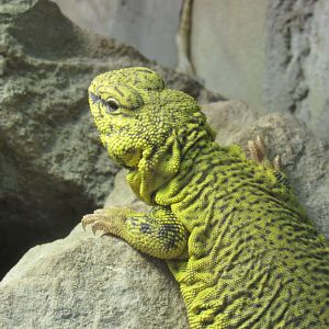 Geyr’s Uromastyx