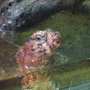 Chinese Crocodile Lizard
