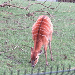 West African Sitatunga