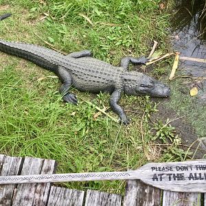 Media 'American alligator (Alligator mississippiensis)' in category 'Auckland Zoo'