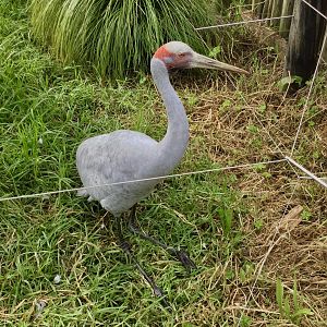 Brolga (Grus rubicunda)