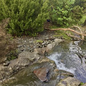 Takahe Exhibit (The High Country) - New Zealand Precinct