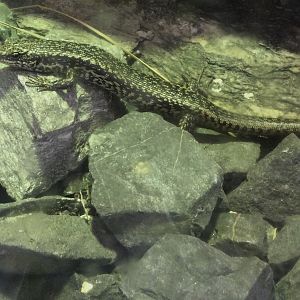 Grand skink (Oligosoma grande)