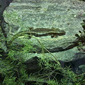 Otago skink (Oligosoma otagense)