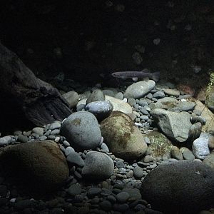 Galaxiid Tank (The Night) - New Zealand Precinct