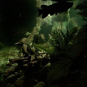 Black Mudfish Tank (The Night) - New Zealand Precinct
