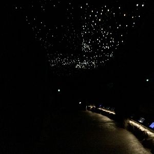 Glow Worm Ceiling (The Night) - New Zealand Precinct