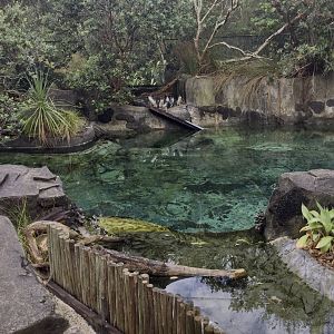 Little Blue Penguin Exhibit (The Coast) - New Zealand Precinct