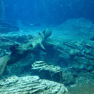 Seal Pool Underwater (The Coast) - New Zealand Precinct