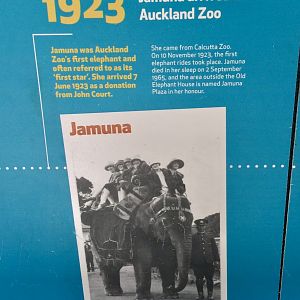 Historical Elephant Profile - Jamuna