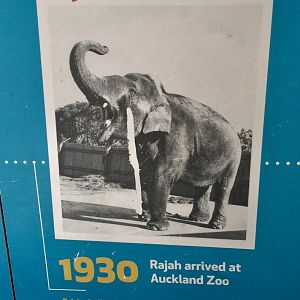 Historical Elephant Profile - Rajah