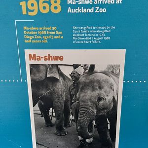 Historical Elephant Profile - Ma Schwe