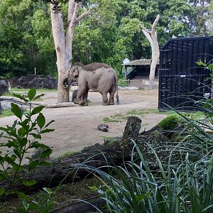 Burma and Export Crate - One Year On