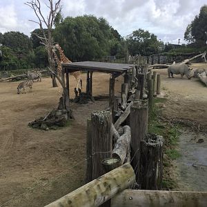 Giraffe/Rhino Dividing Wall