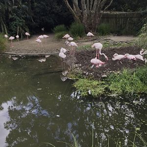 Greater Flamingo Flock