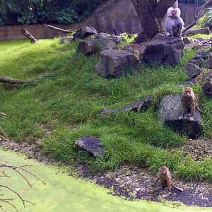 Hamadryas Baboons - 1,2,3