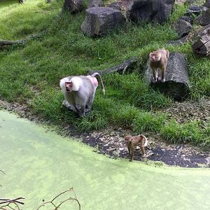 Hamadryas Baboon - Threat Display