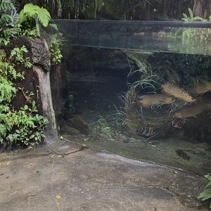 Asian Arowana Tank (Tropical Dome) - South East Asian Precinct