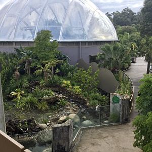 Asian Small-clawed Otter Exhibit (View from Bridge) - South East Asian Precinct