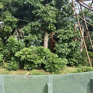 Orangutans in the Trees (High Canopy) - South East Asian Precinct
