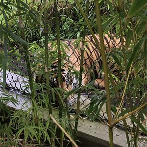 Ramah (Sumatran tiger) - resting