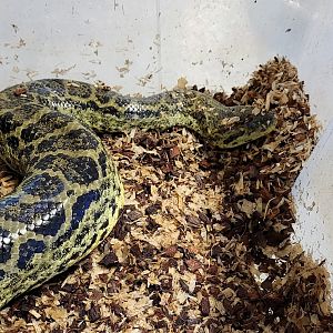 Yellow anaconda