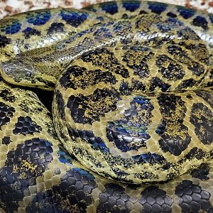 Yellow anaconda