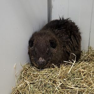 Tree hyrax from Togo, prob. the newly discribed species