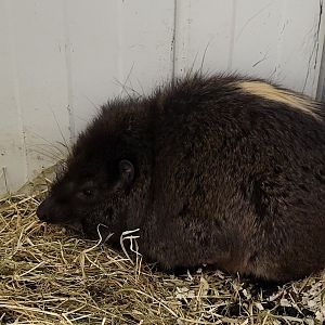 Tree hyrax from Togo, prob. the newly discribed species