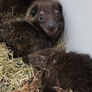 Tree hyrax with young from Togo, prob. the newly discribed species