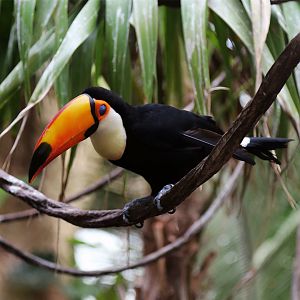 Toco Toucan