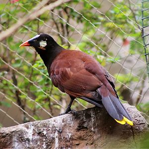 Montezuma Oropendola (Psarocolius montezuma)