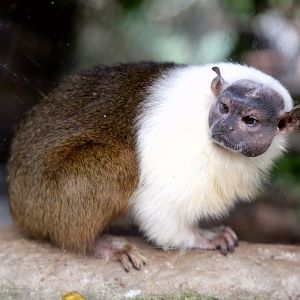 Pied Tamarin