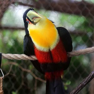 Red-breasted Toucan (Ramphastos dicolorus)