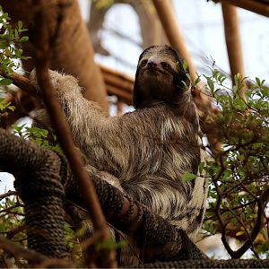 Brown-throated Sloth (Bradypus variegatus)