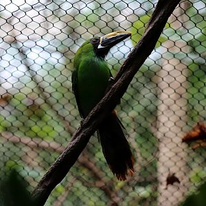 Black-throated Toucanet (Aulacorhynchus atrogularis), May 2018
