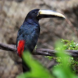 Black-necked Aracari