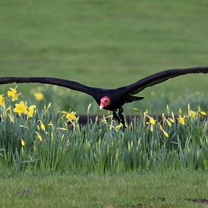 South American turkey vulture (Cathartes aura ruficollis)