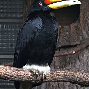 Javan rhinoceros hornbill (Buceros rhinoceros silvestris)