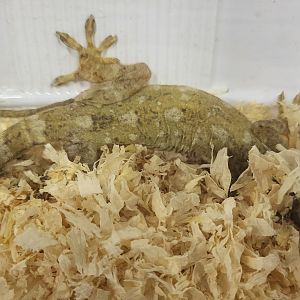 Gekko grosmanni