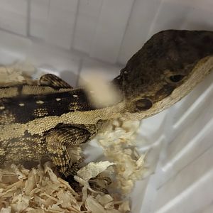 Lophoghnatus temporalis